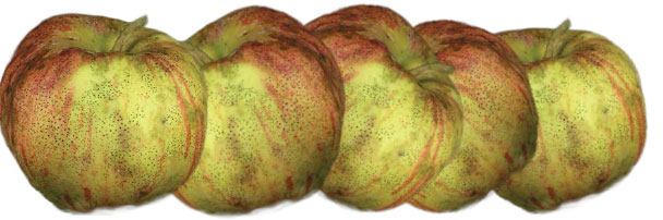 Fly speck - apple, pear disease